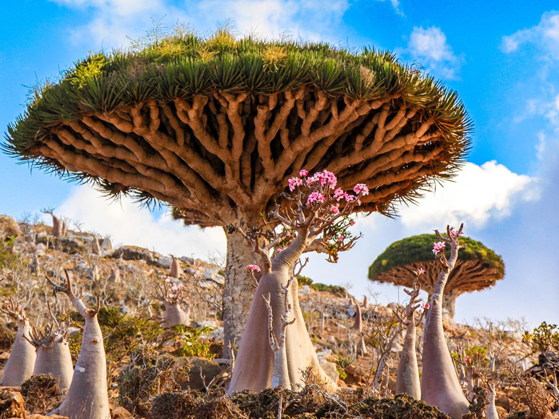 About Socotra Island ISocotra About Socotra Island ISocotra